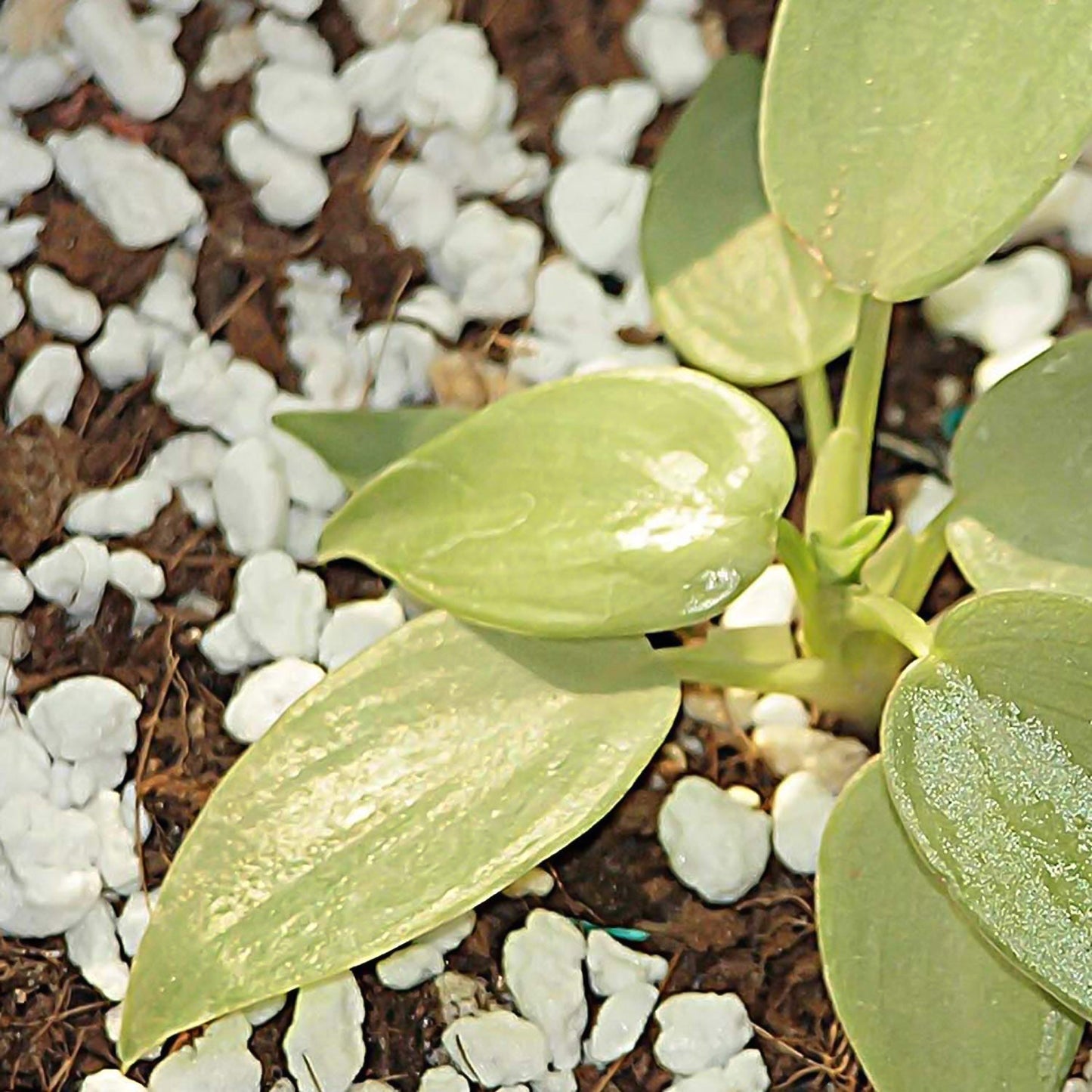 Paradise Perlite for Hydroponics &amp; Horticulture Terrace Gardening Soil Conditioner (250 GM) Your Brand