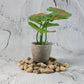 Decorative River Rock Stones (1 Set)