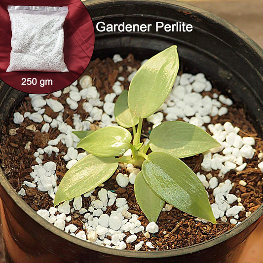 Paradise Perlite For Hydroponics Amp Horticulture Terrace Gardening Soil Conditioner (250 Gm) Wukusy